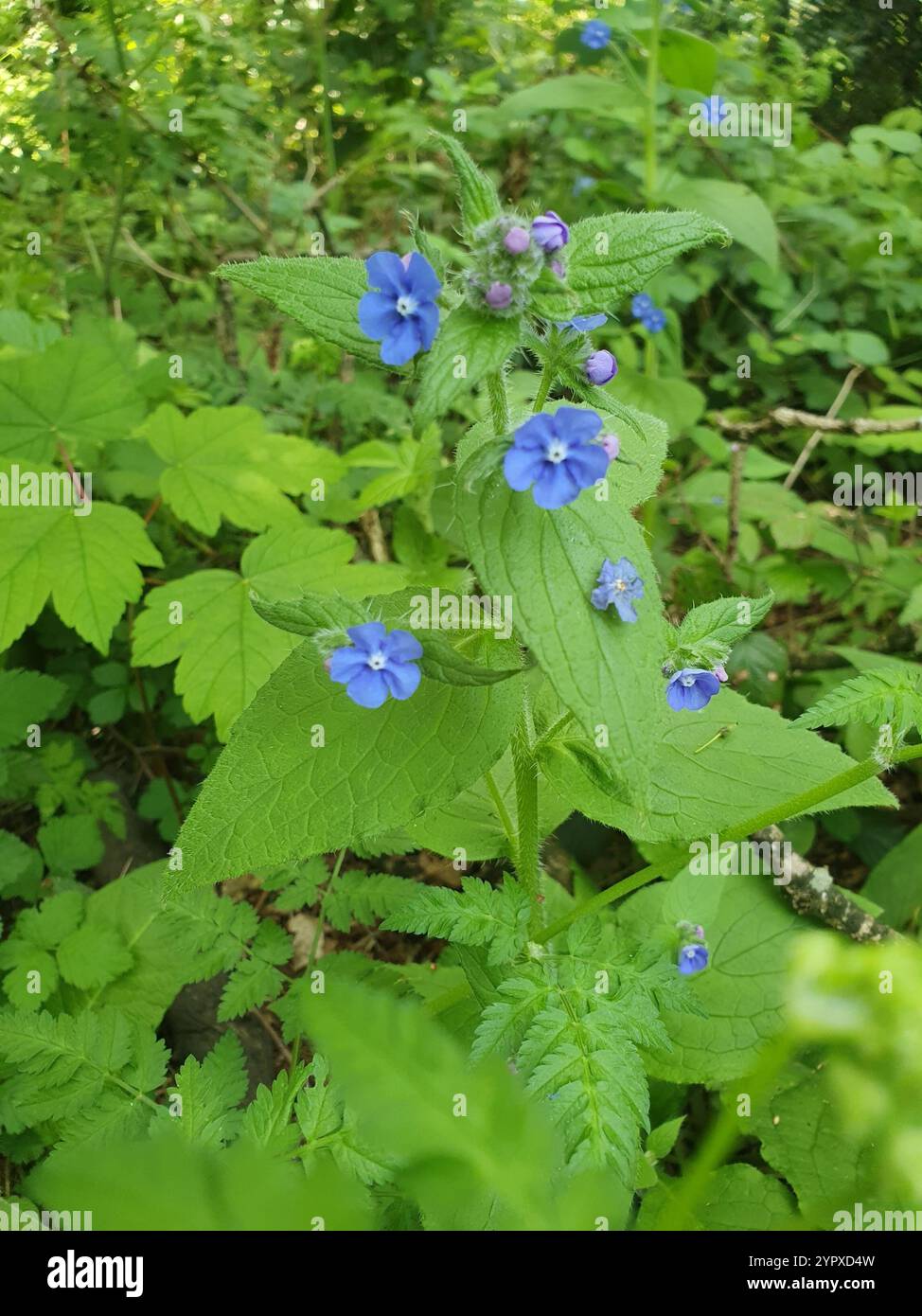 Green Alkanet (Pentaglottis sempervirens Stock Photo - Alamy