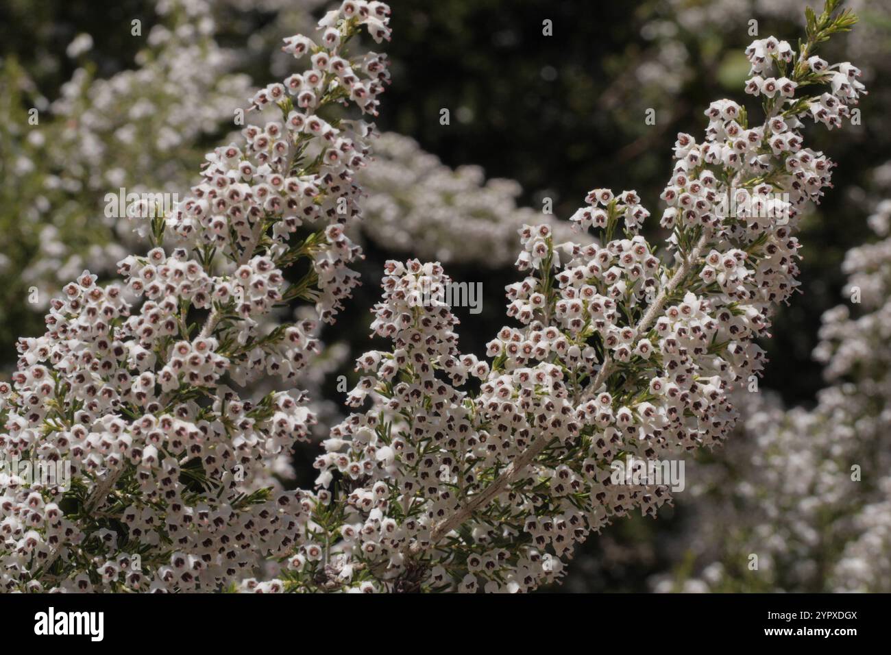 Tree heath (Erica arborea Stock Photo - Alamy