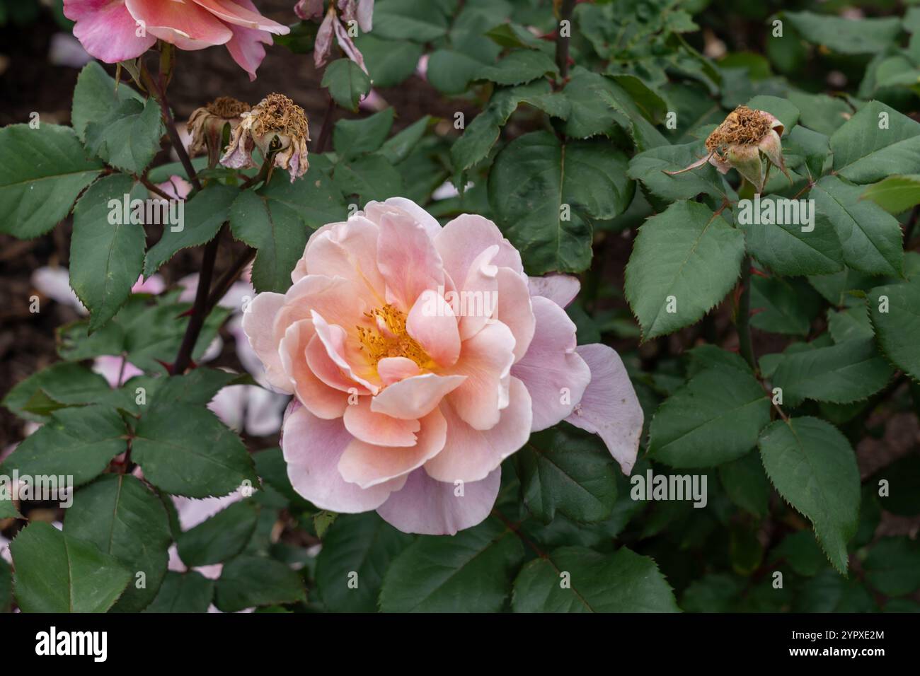 Distant Drums Rose flowers growing in the garden. United States. Stock Photo