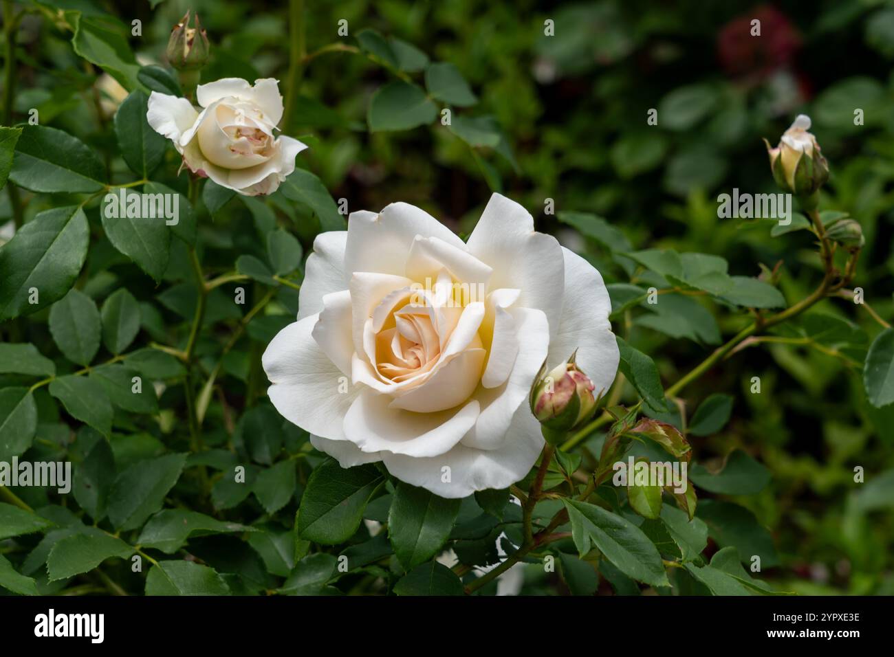 Kosmos Fairy Tale Rose flowers growing in the garden. United States. Stock Photo