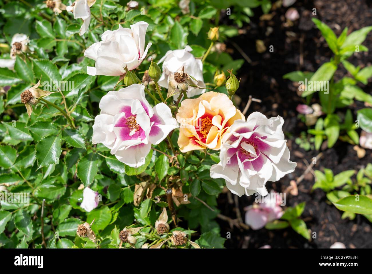Bull's Eye Rose flowers growing in the garden. United States. Stock Photo