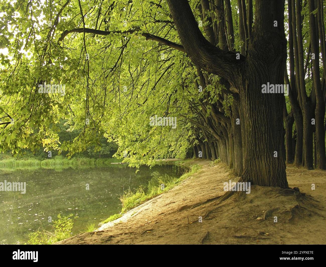 Alley of large old lindens on the bank of the pond. Early autumn Stock Photo