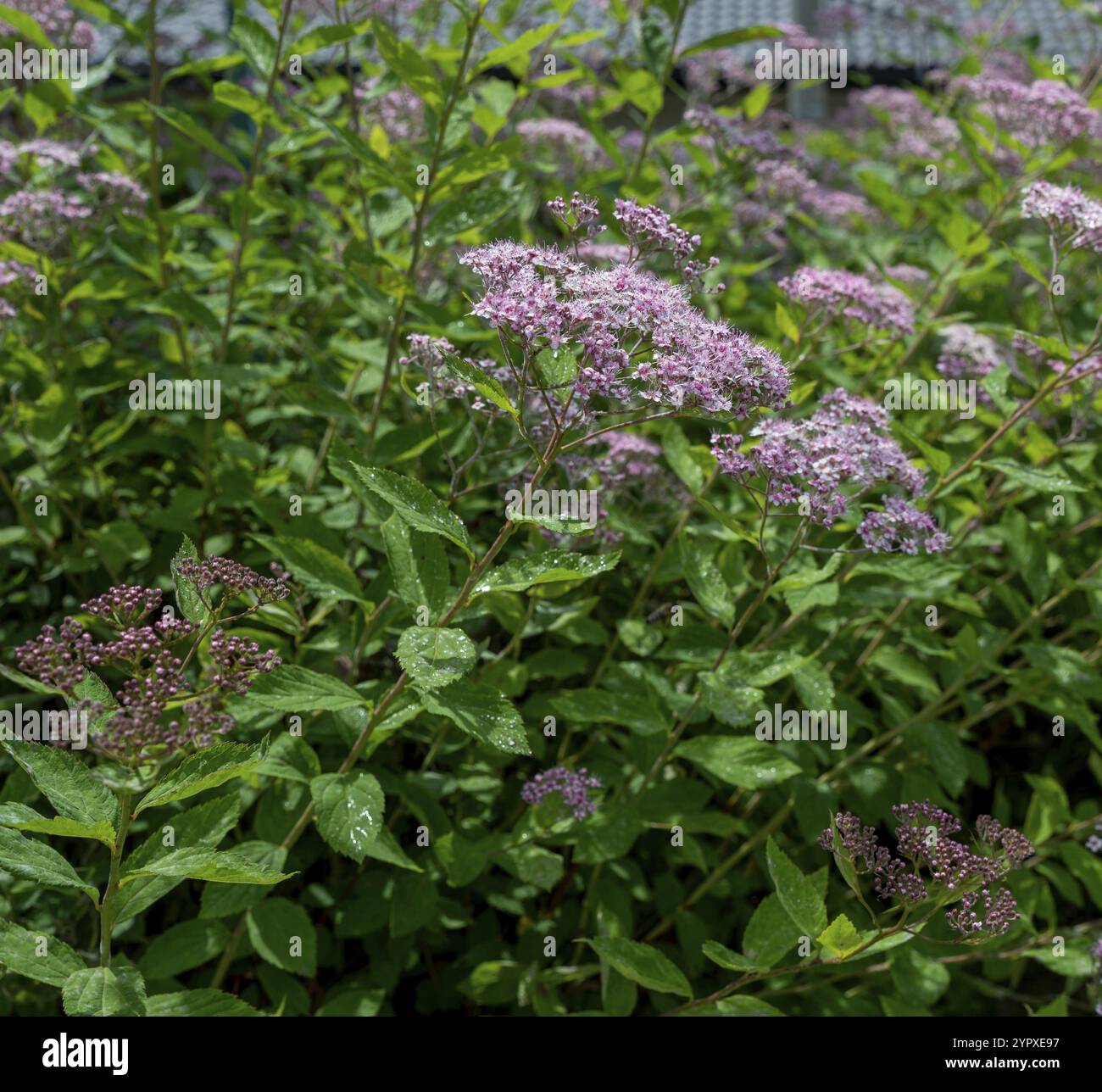 Spiraea japonica (Japanese spirea) or Japanese meadowsweet. Little Princess blooming in the summer Stock Photo