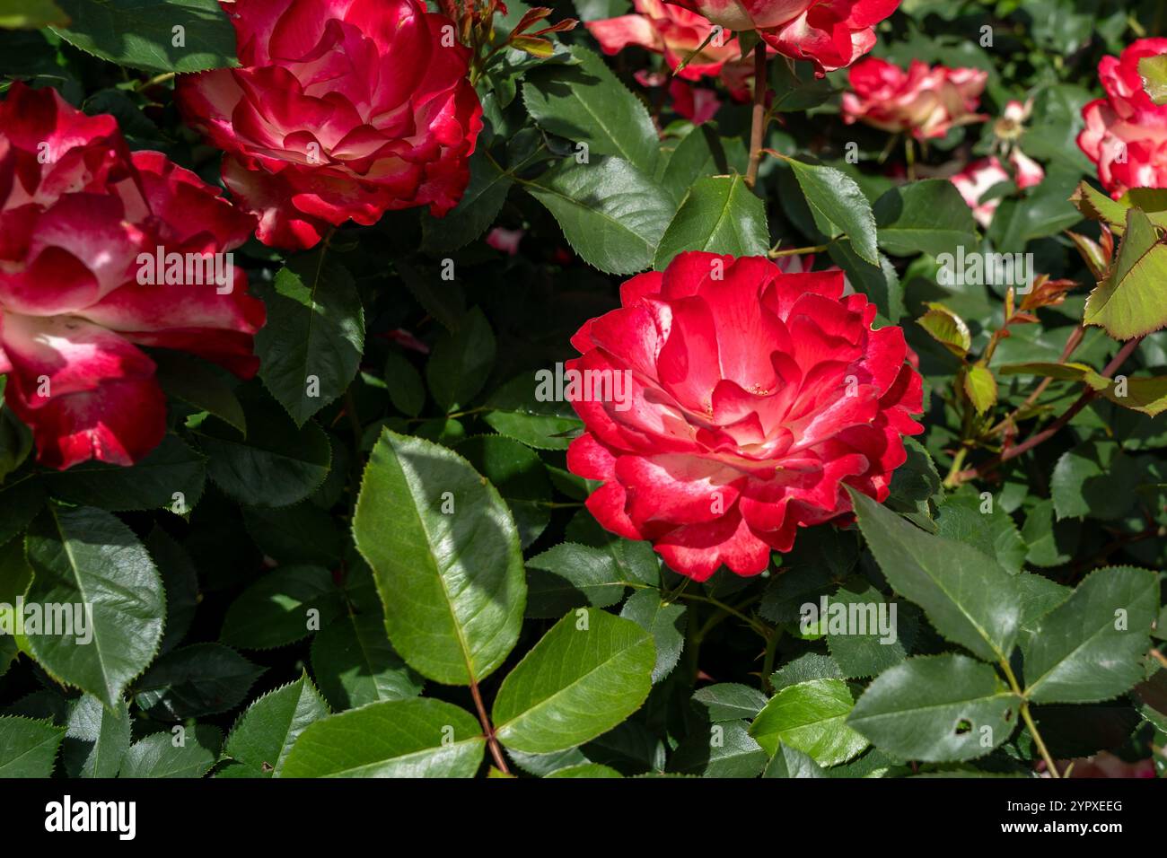 Cherry Parfait Rose flowers growing in the garden. United States. Stock Photo