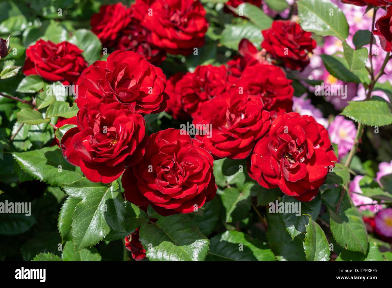 Rosa Lavaglut Rose flowers growing in the garden. United States. Stock Photo