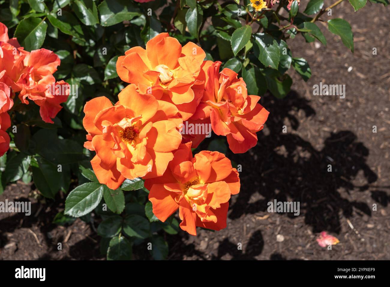 Spanish Sunset Rose flowers growing in the garden. United States. Stock Photo