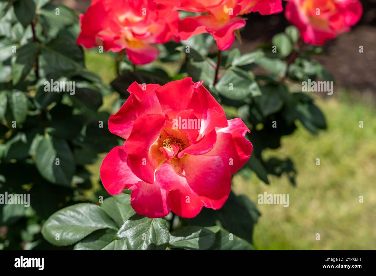 Sunset Horizon Rose flowers growing in the garden. United States. Stock Photo