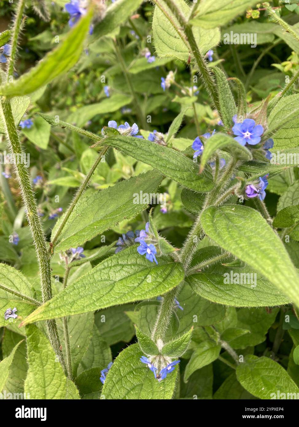 Green Alkanet (Pentaglottis sempervirens Stock Photo - Alamy