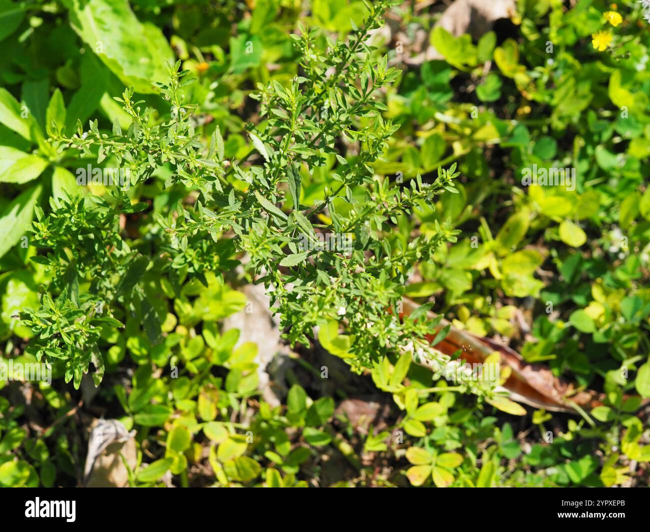Scoparia weed hi-res stock photography and images - Alamy