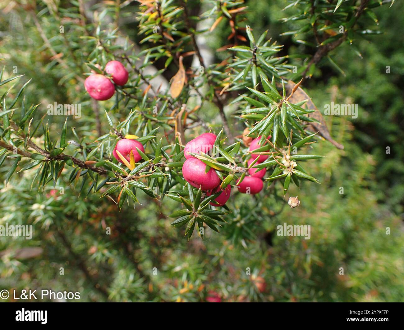 Mountain Pinkberry (Leptecophylla parvifolia Stock Photo - Alamy