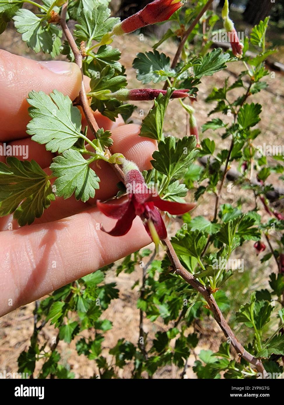 Ribes roezlii hi-res stock photography and images - Alamy