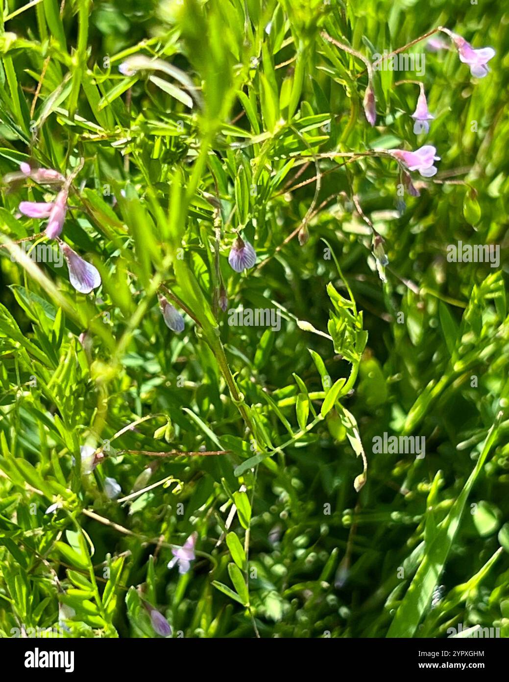 Smooth Tare Vicia Tetrasperma Stock Photo Alamy smooth-tare-vicia-tetrasperma-stock-photo-alamy
