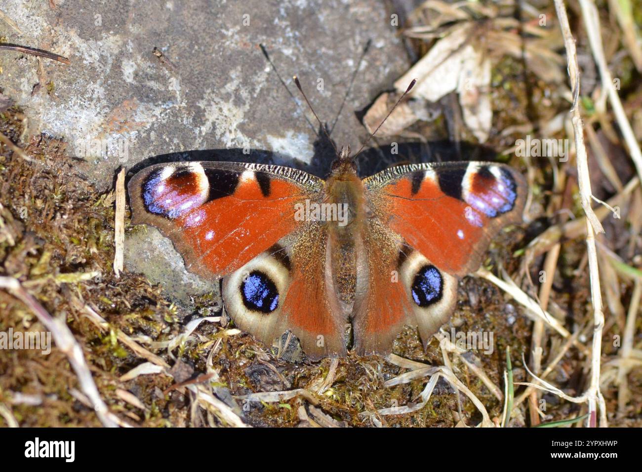 European Peacock Butterfly (Aglais io Stock Photo - Alamy