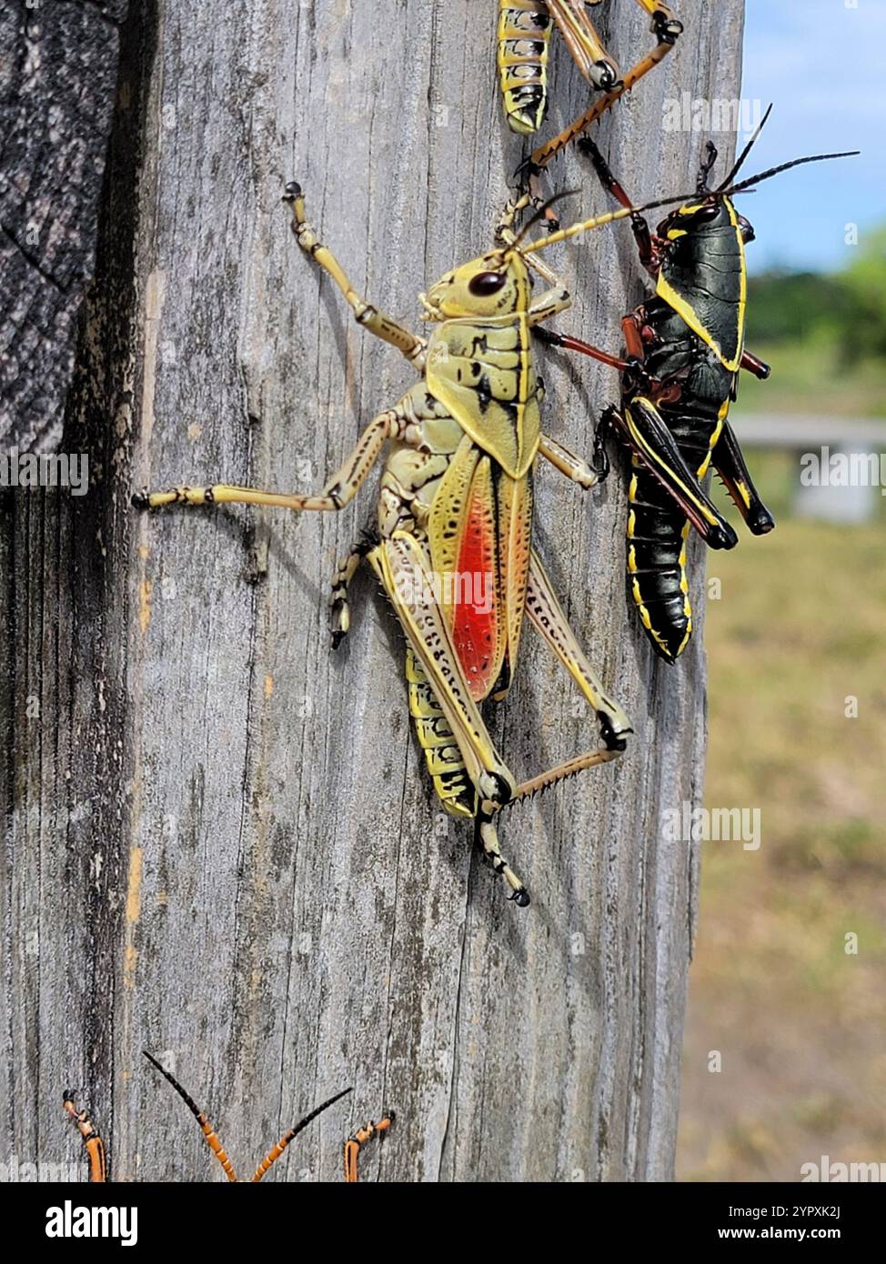 Eastern Lubber Grasshopper (Romalea microptera Stock Photo - Alamy