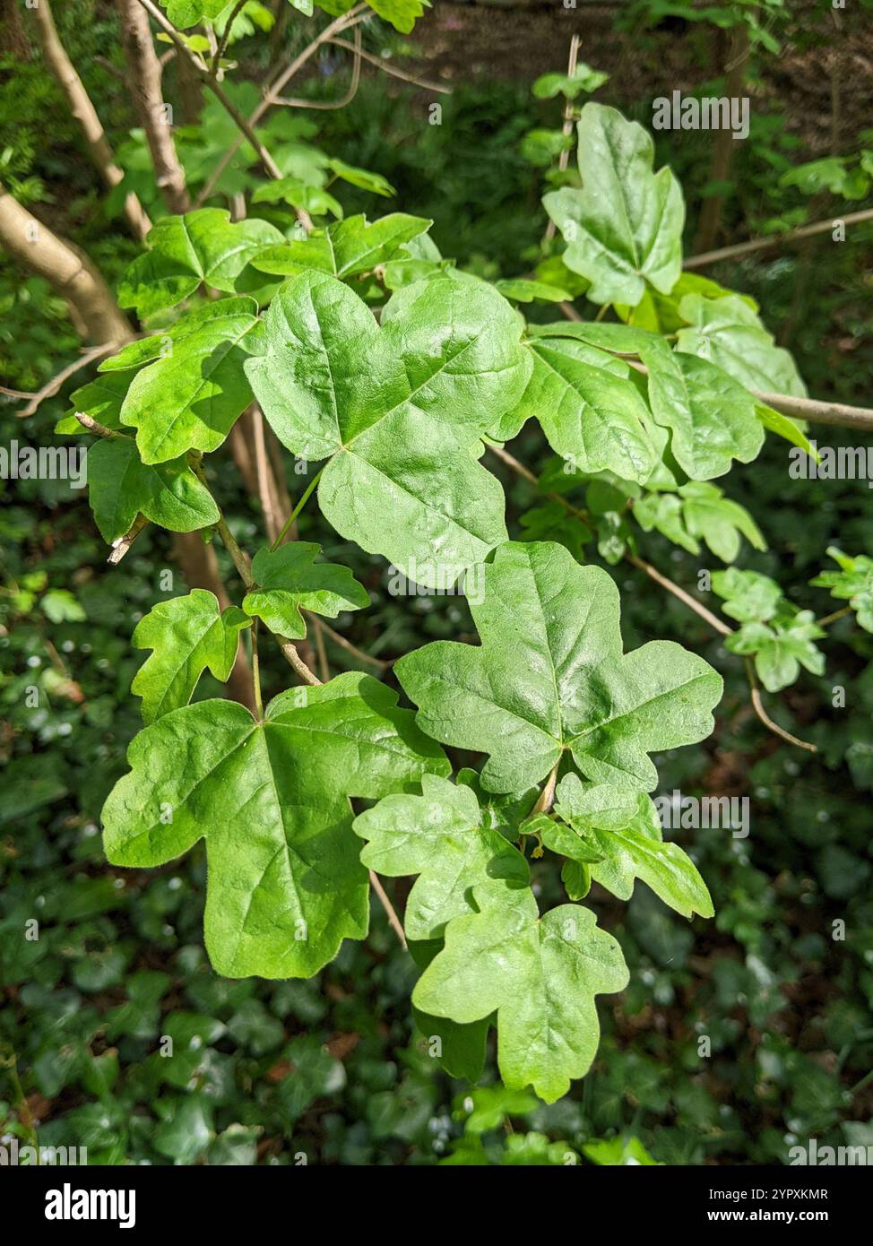 field maple (Acer campestre Stock Photo - Alamy
