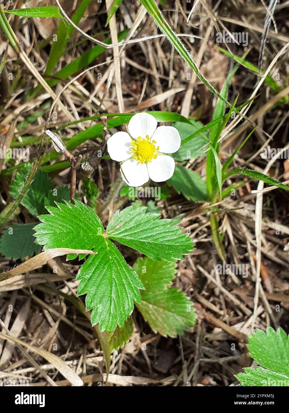 woodland strawberry (Fragaria vesca Stock Photo - Alamy