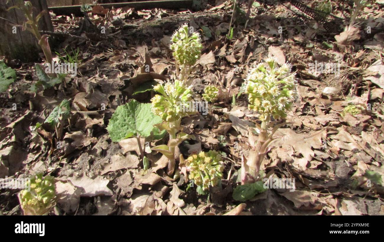 woolly-butterbur-petasites-spurius-stock-photo-alamy