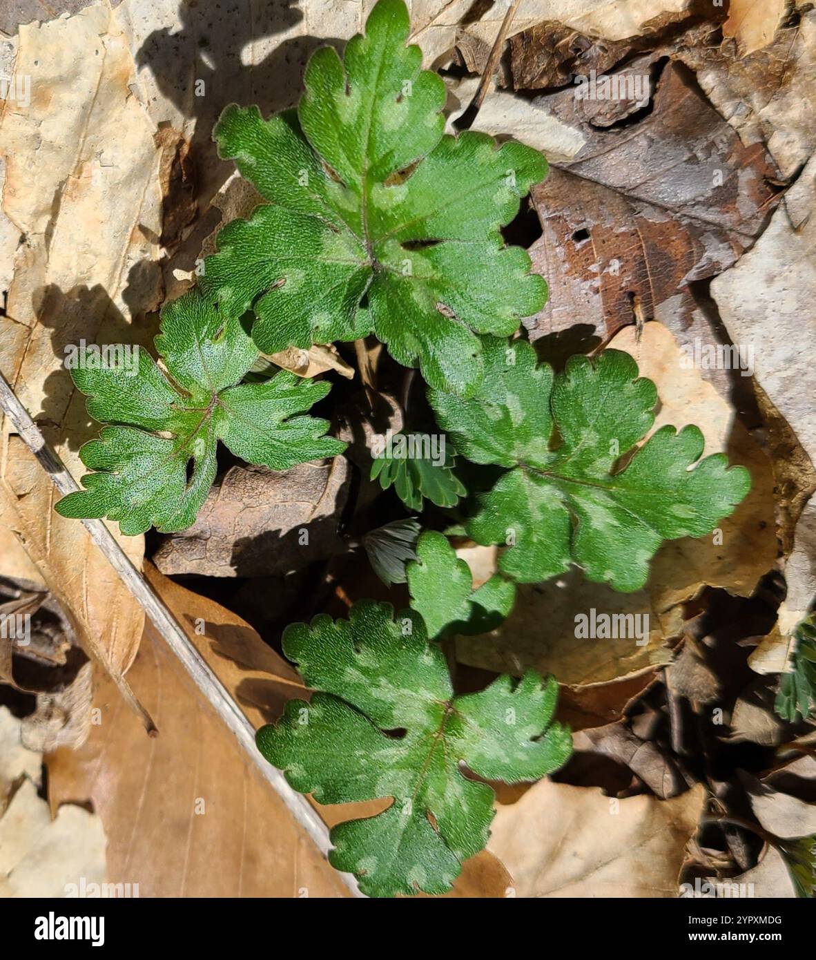 Hydrophyllum canadense hi-res stock photography and images - Alamy