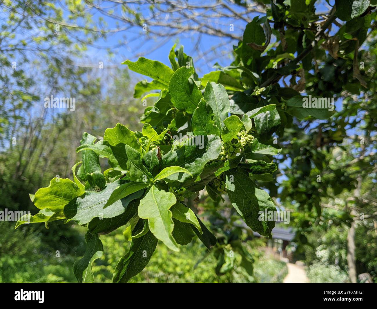 flowering plants (Angiospermae Stock Photo - Alamy