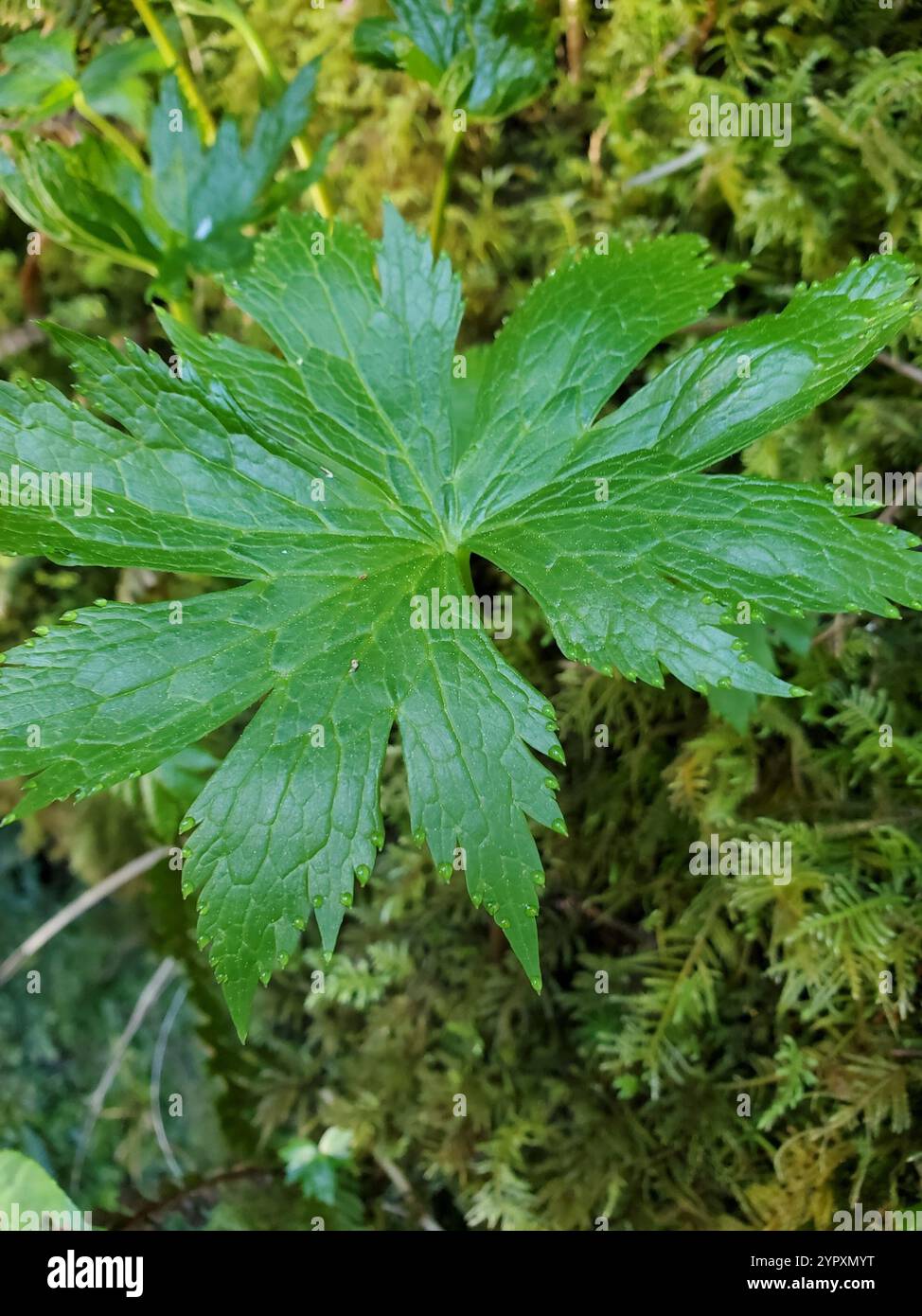 Bugbain Carolina bugbane (Trautvetteria caroliniensis Stock Photo - Alamy