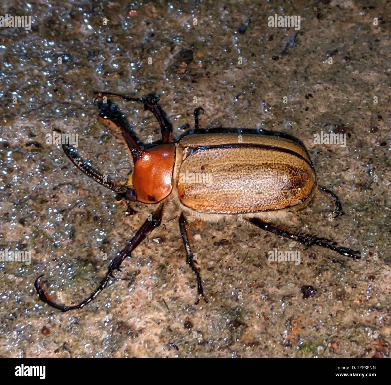 Caliper beetle (Golofa porteri Stock Photo - Alamy