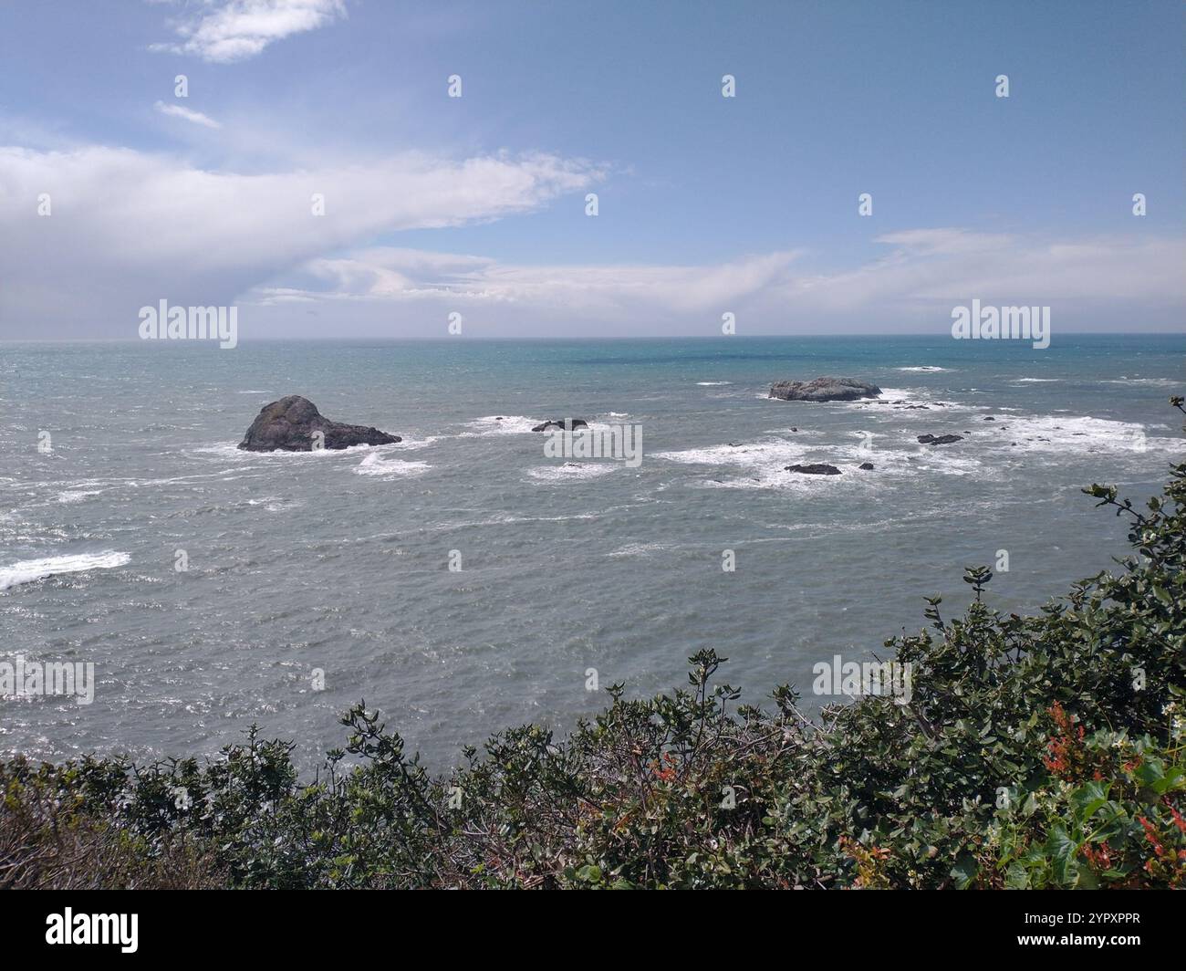 Coast silk tassel (Garrya elliptica) Stock Photo