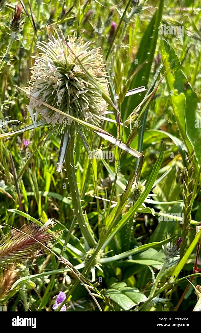 Piccolo Seeds T - Teasel - Cardo dei Lanaioli, 1 confezione - Italia