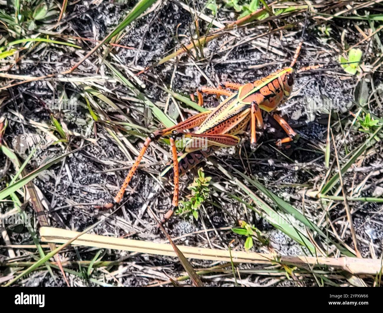 Eastern Lubber Grasshopper (Romalea microptera Stock Photo - Alamy
