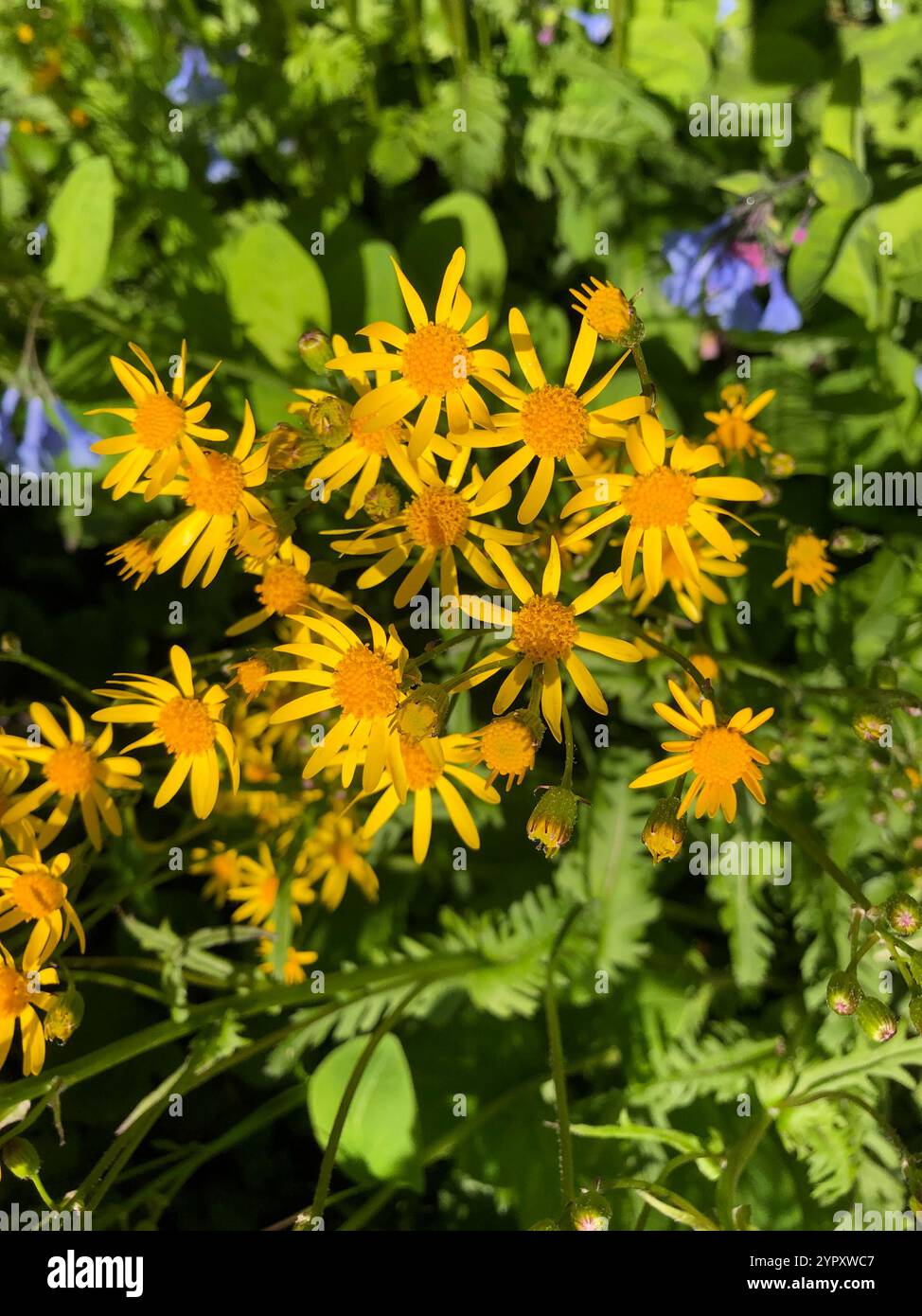 golden ragwort (Packera aurea Stock Photo - Alamy