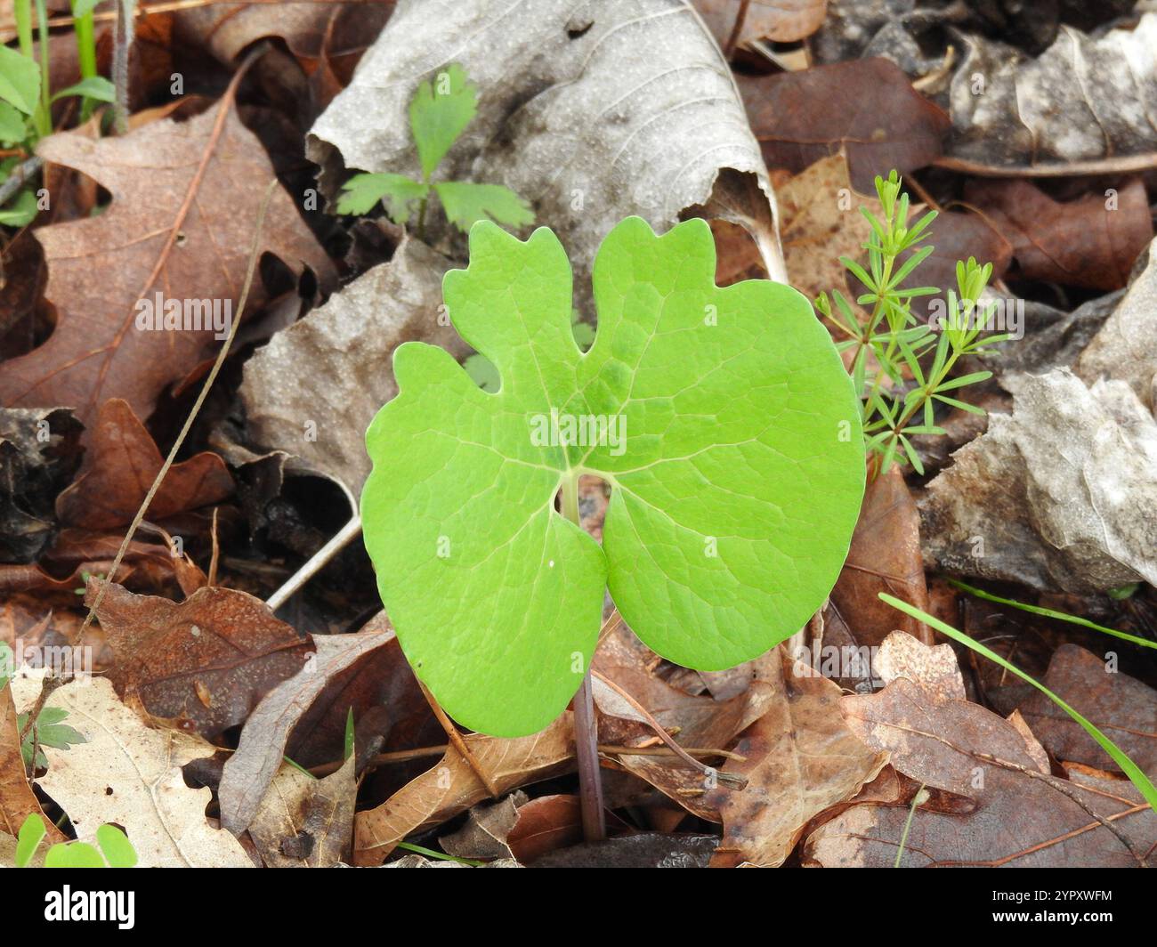 bloodroot (Sanguinaria canadensis Stock Photo - Alamy