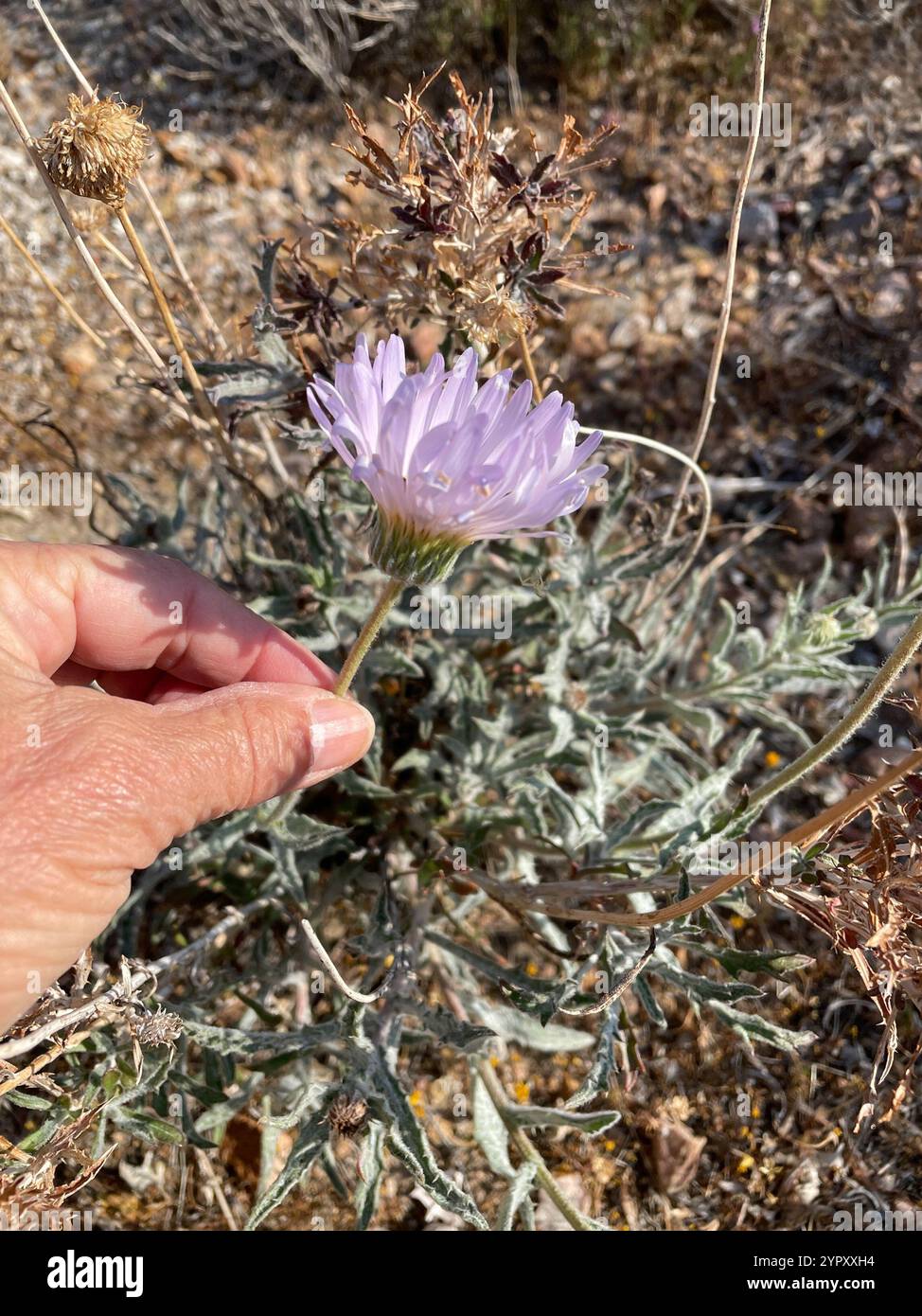 Xylorhiza Tortifolia Mojave Aster Joshua Tree Np 041919 D Stock
