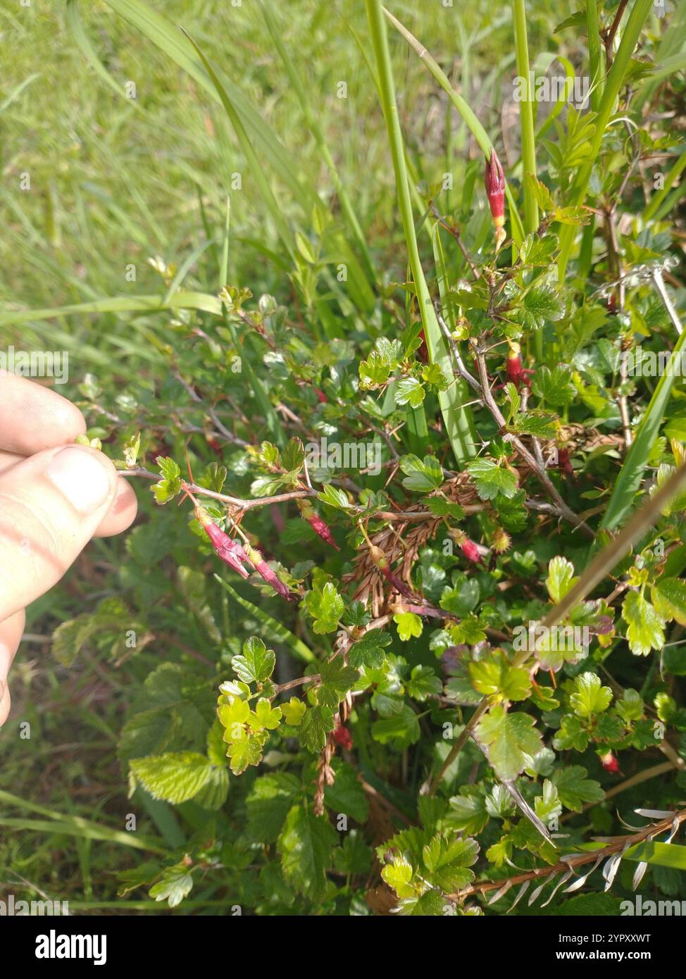 Sierra Gooseberry (Ribes roezlii Stock Photo - Alamy