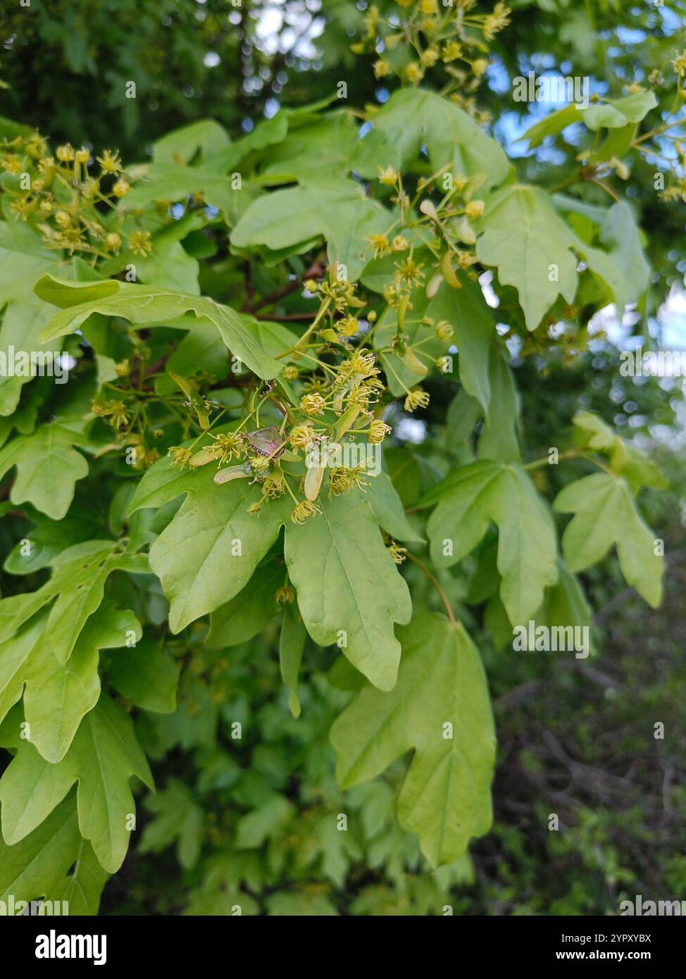 field maple (Acer campestre Stock Photo - Alamy