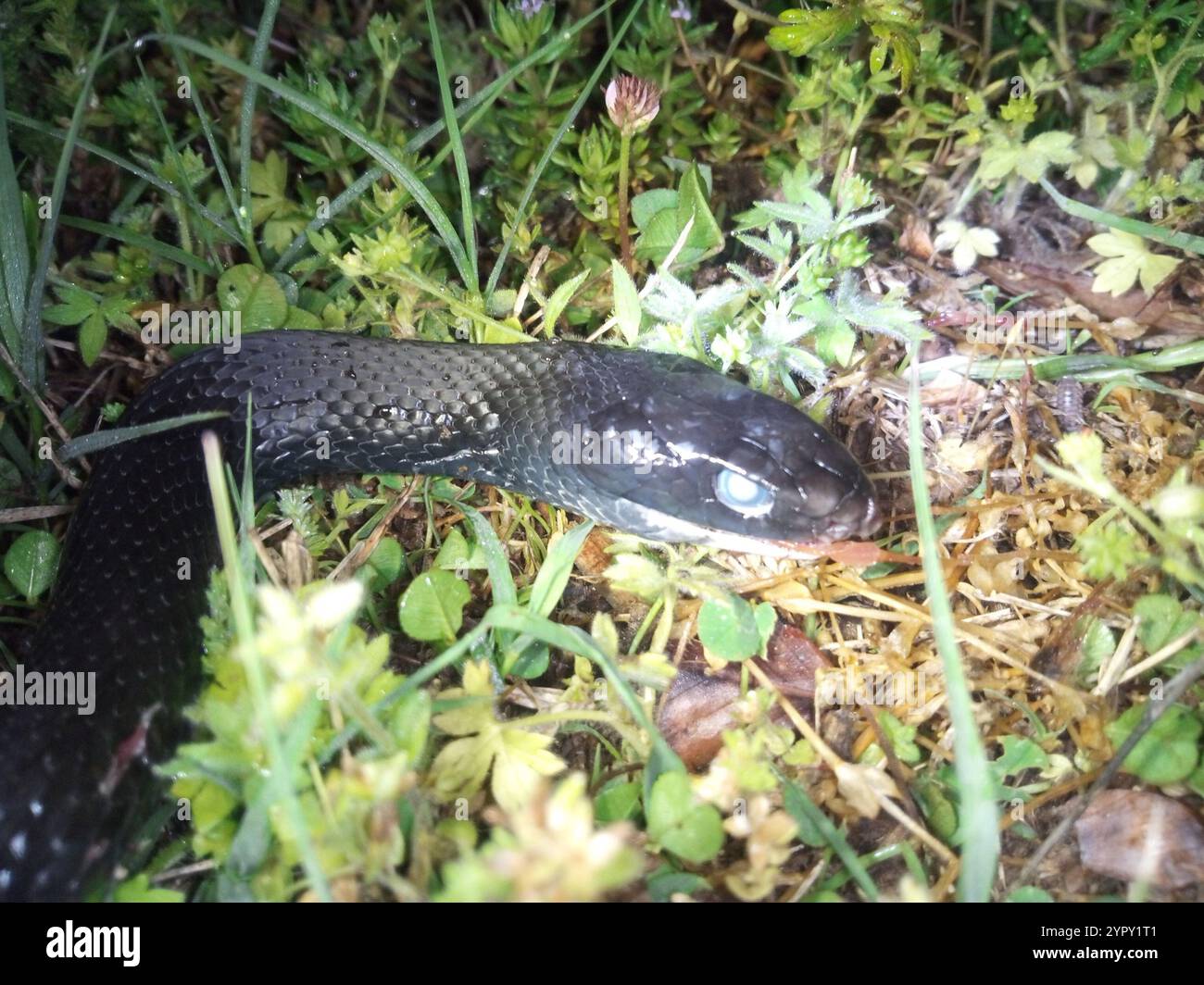 North American Racer (Coluber constrictor Stock Photo - Alamy