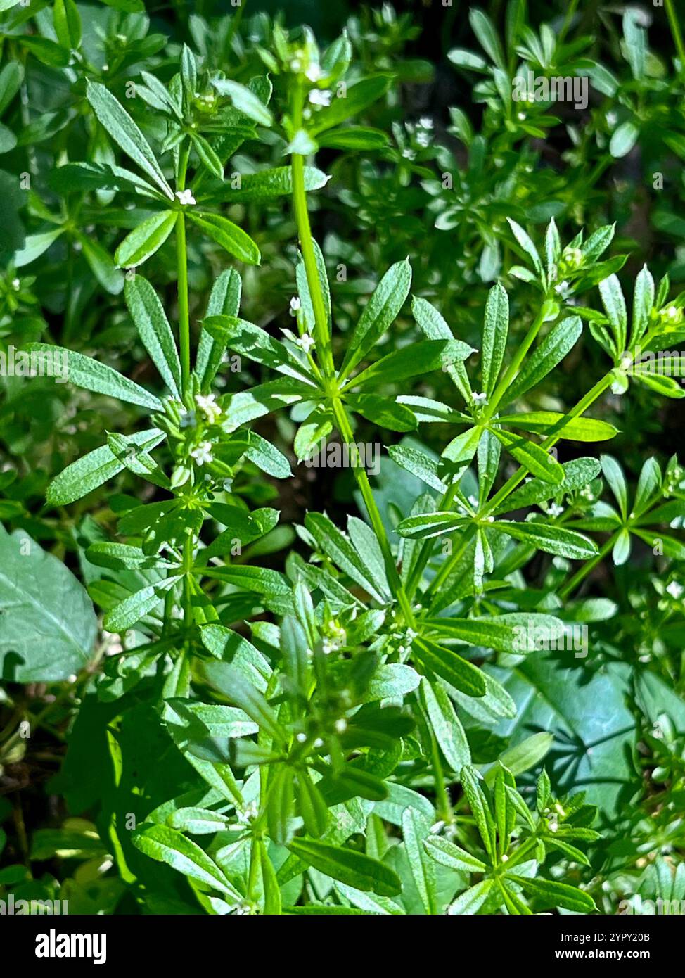 catchweed bedstraw (Galium aparine Stock Photo - Alamy