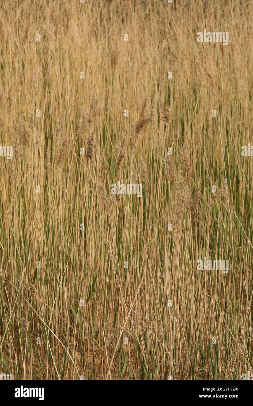 common reed (Phragmites australis Stock Photo - Alamy