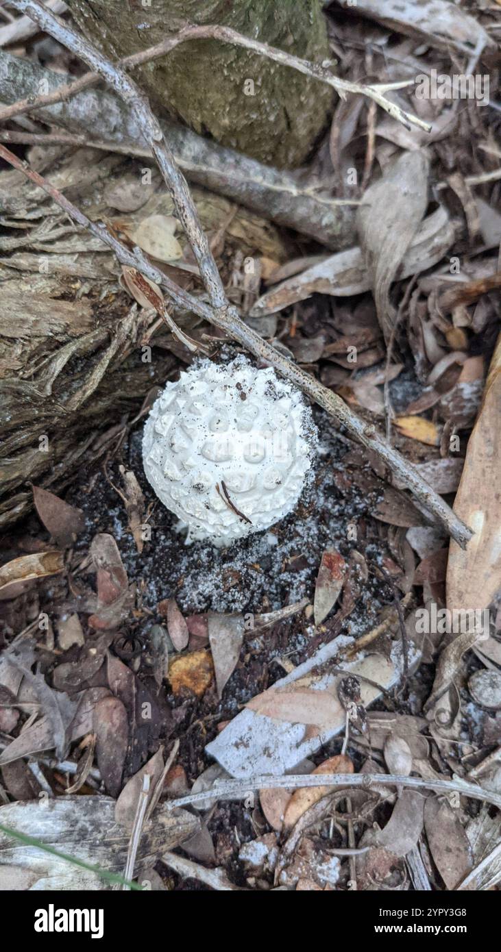 Pyramid Builder Lepidella (Amanita pyramidifera Stock Photo Alamy Pyramid Builder Lepidella (Amanita pyramidifera Stock Photo Alamy