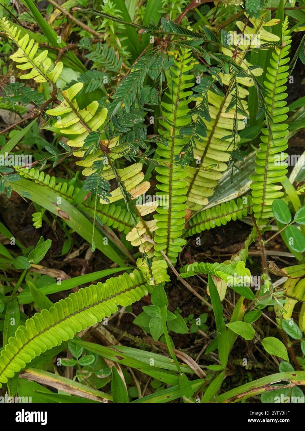 sword ferns (Nephrolepis Stock Photo - Alamy