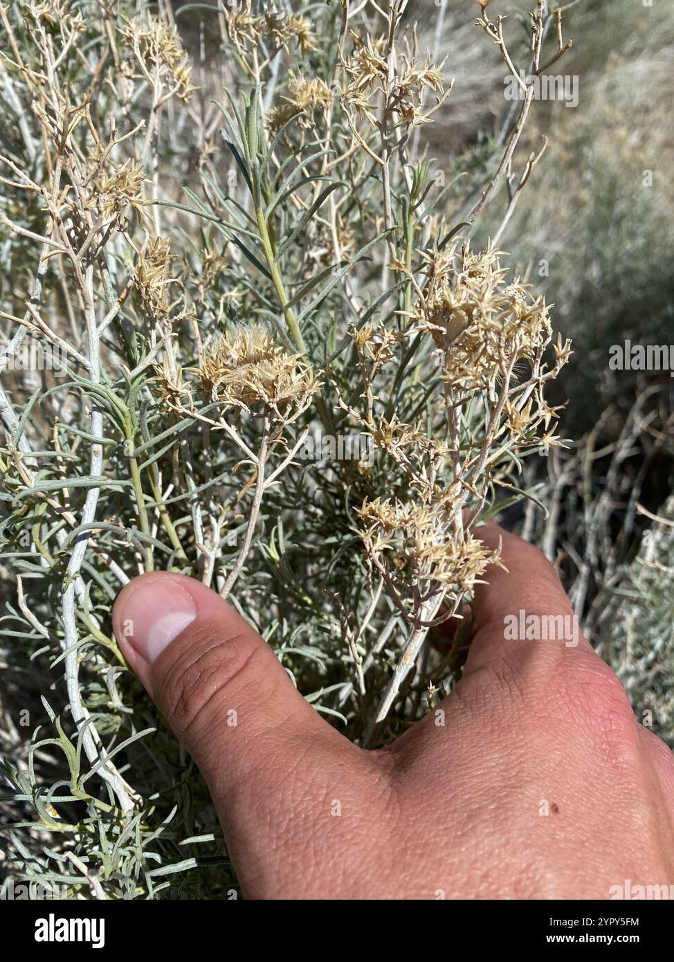 Rubber Rabbitbrush (Ericameria nauseosa Stock Photo - Alamy