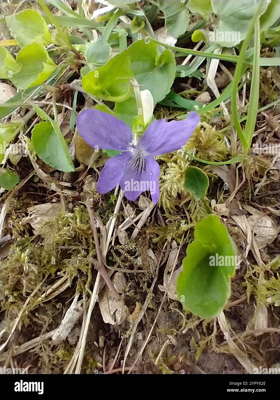 Viola Rivinian common dog-violet (Viola riviniana Stock Photo - Alamy