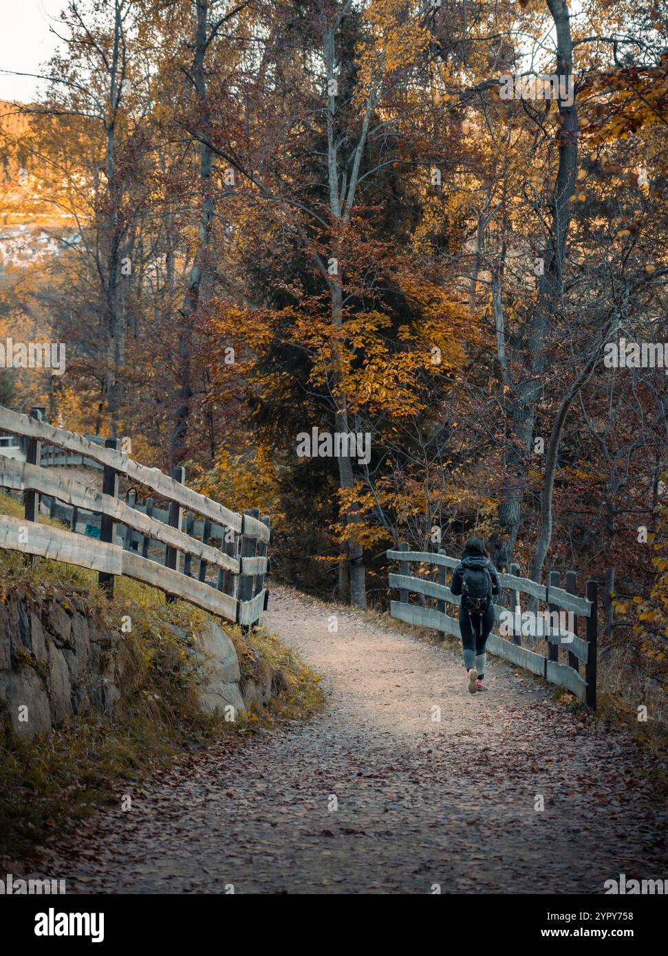 Woman walking along a mountain trail through autumn forest foliage ...