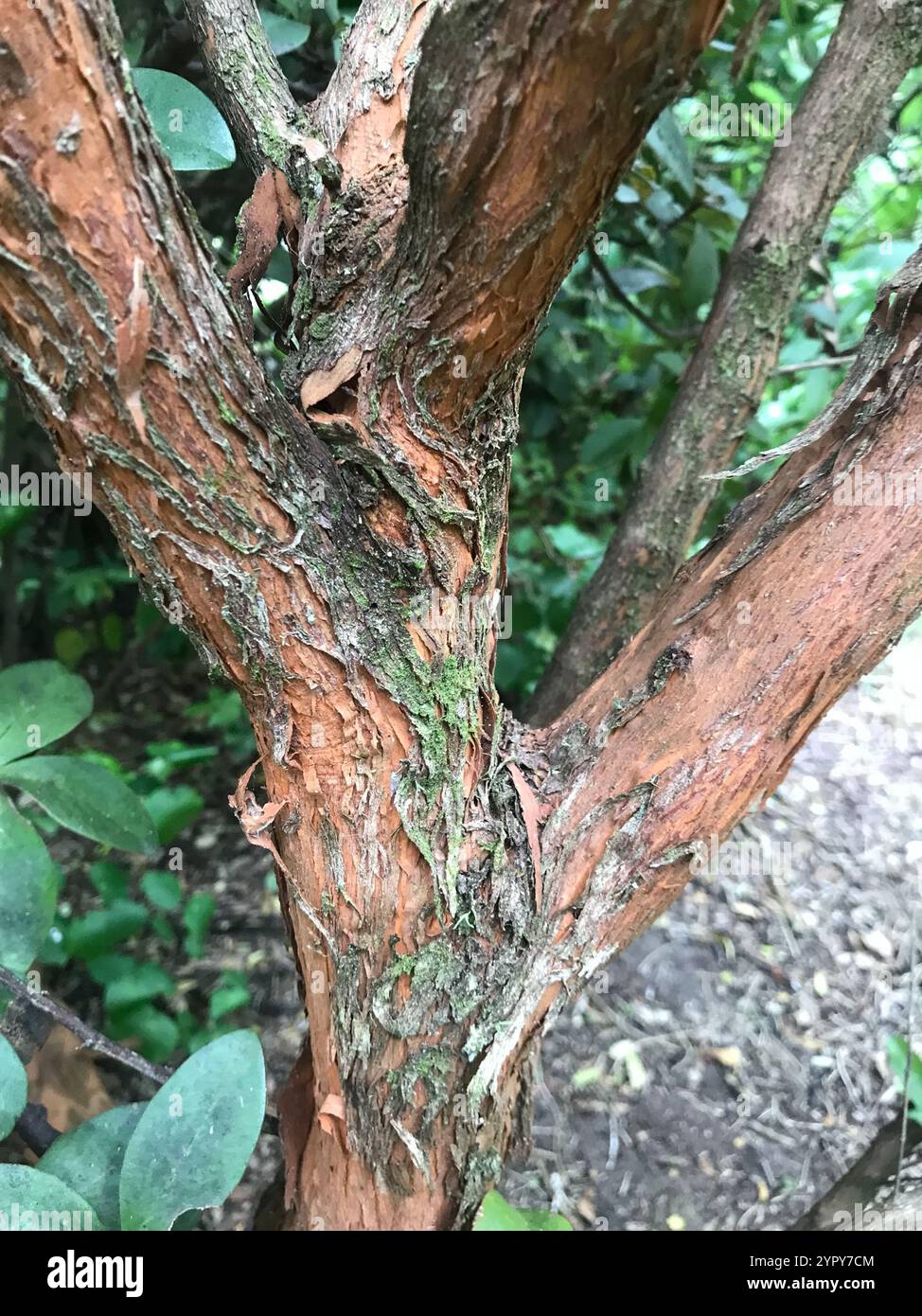 Akeake (Dodonaea viscosa Stock Photo - Alamy