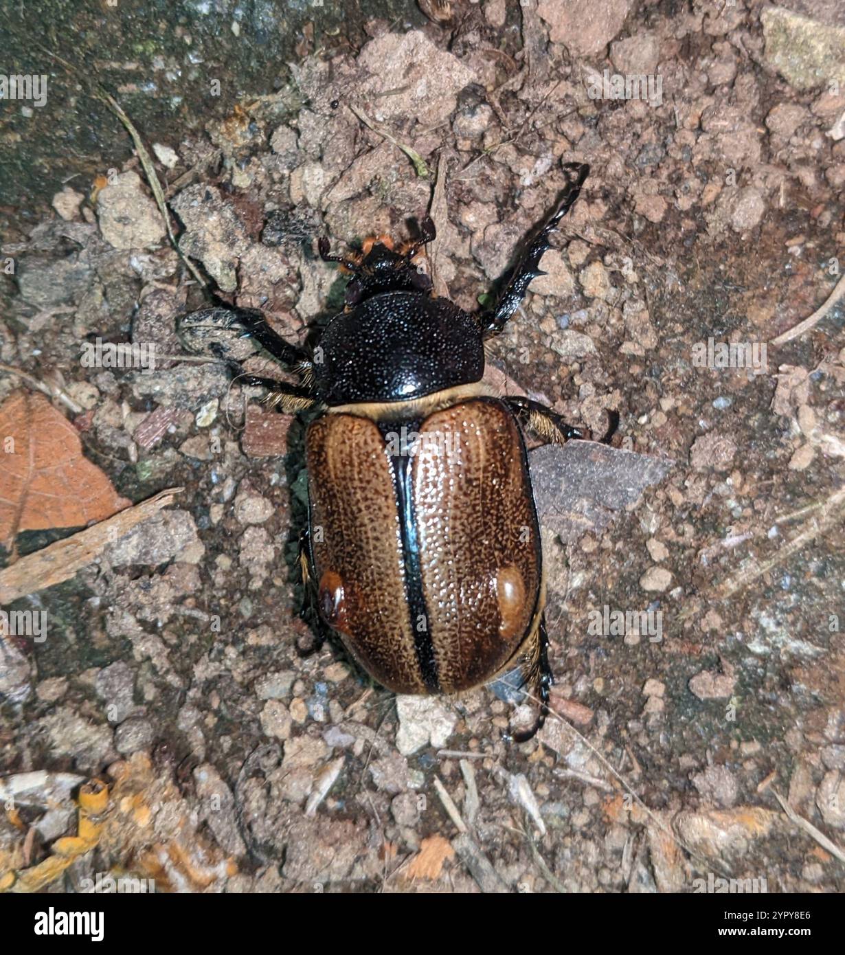 Kgofa Insect Golofa Beetles (Golofa Stock Photo - Alamy
