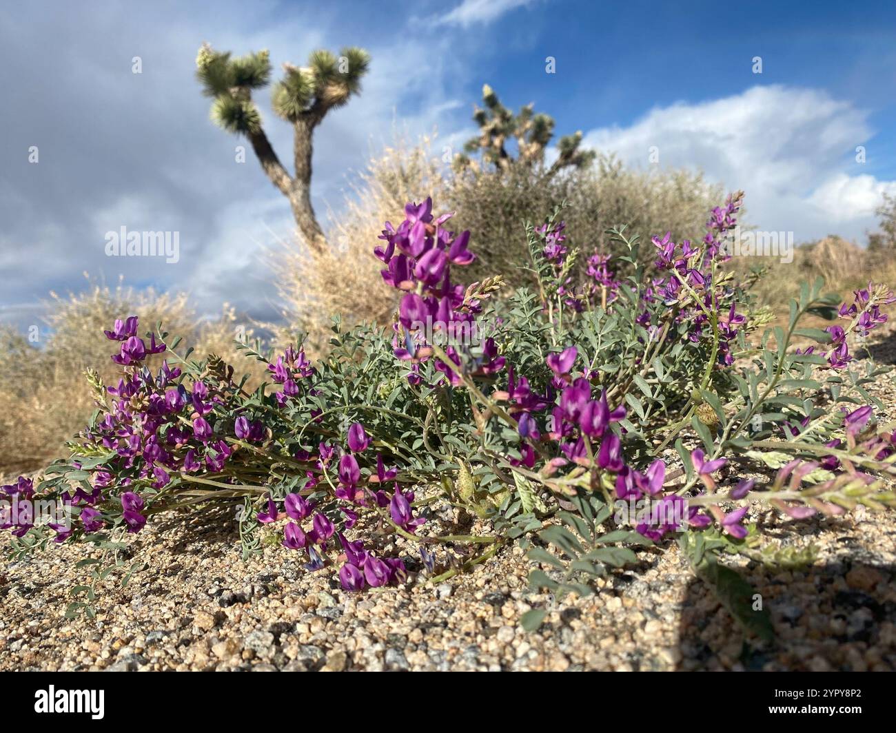 Freckled milkvetch hi-res stock photography and images - Alamy