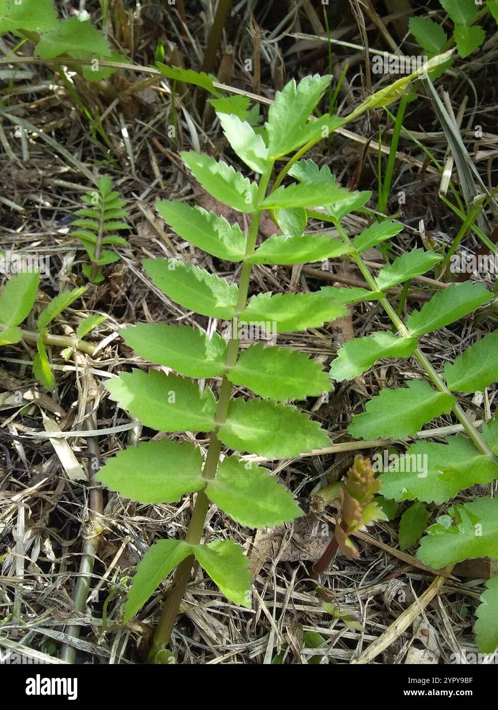 cutleaf water parsnip (Berula erecta Stock Photo - Alamy