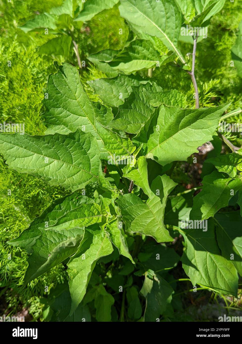 Black Nightshade Complex (Solanum nigrum Stock Photo - Alamy