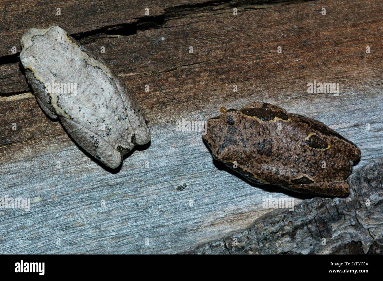 Angolan Reed Frog (Hyperolius parallelus Stock Photo - Alamy