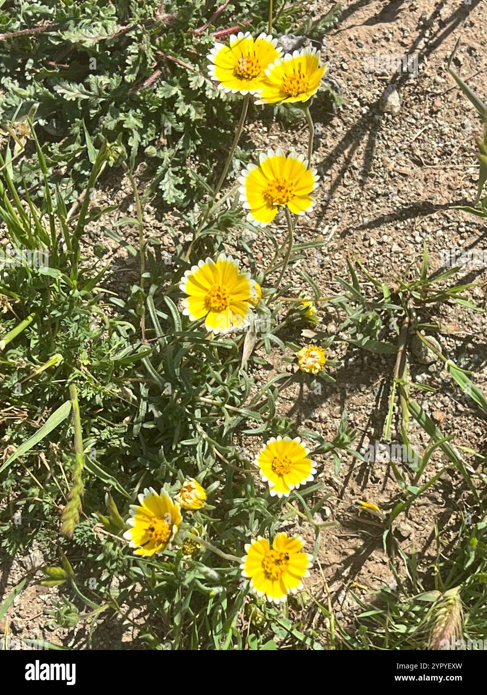 tidy tips (Layia platyglossa Stock Photo - Alamy