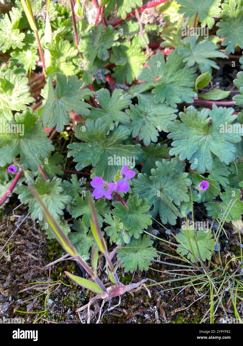 Dove's-foot crane's-bill (Geranium molle Stock Photo - Alamy