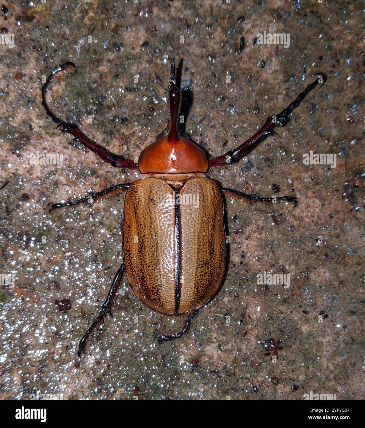 Caliper beetle (Golofa porteri Stock Photo - Alamy